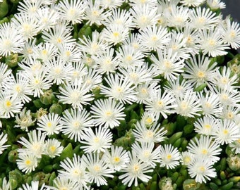 Ice Plant ’Coconut Crush’ Pure White flowers on low evergreen icy foliage -HotCakes Delosperma Succulent Perennial  - Critter Resistance-