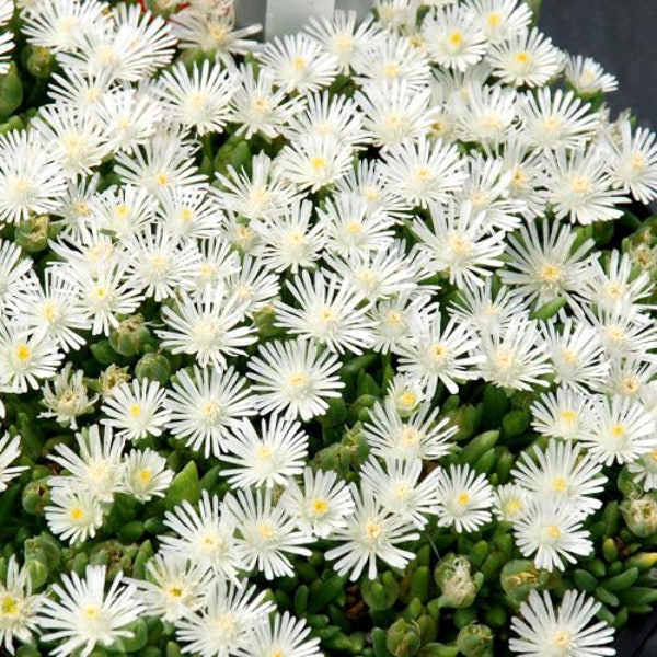 Ice Plant ’Coconut Crush’ Pure White flowers on low evergreen icy foliage -HotCakes Delosperma Succulent Perennial  - Critter Resistance-