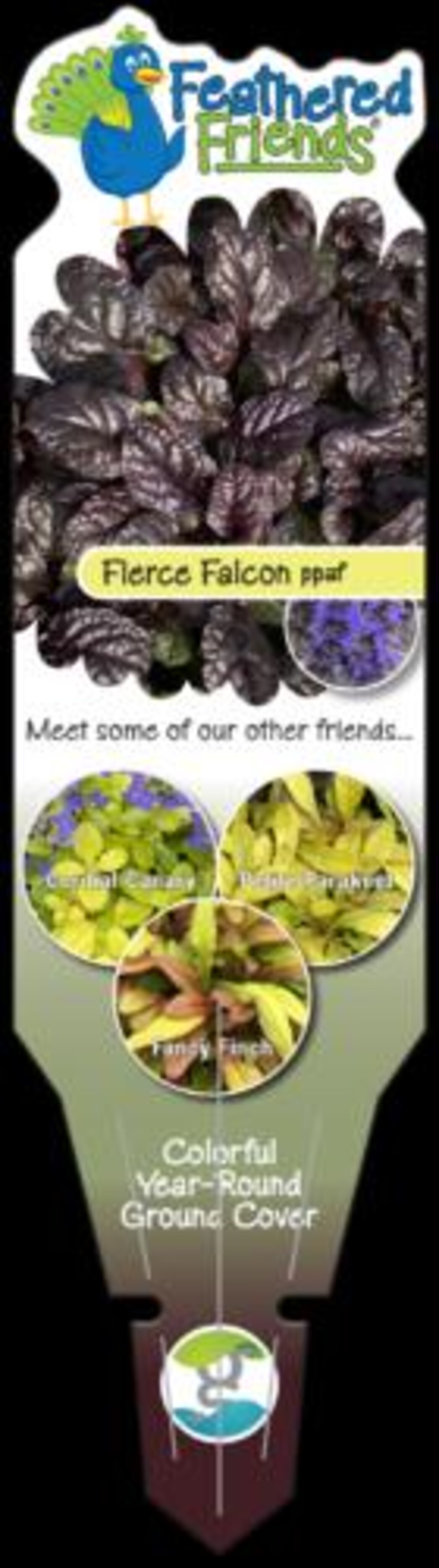 Bugleweed ‘fierce Falcon’ Deep Blue Flowers Over Low Evergreen Glossy
