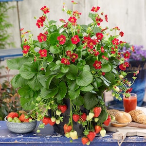 May include: A lush strawberry plant in a black pot, laden with ripe red strawberries and vibrant red flowers. The plant has large green leaves and is set on a blue wooden table. A bowl of strawberries and grapes sits nearby.