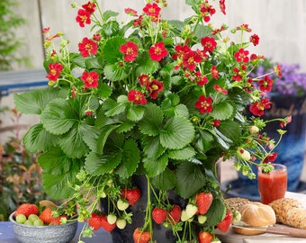 Strawberry 'Ruby Ann’ Large Semi-Double Red flowers yield Ever-bearing Bright Red Strawberries-Fragaria Perennial Plant-Attracts Pollinator