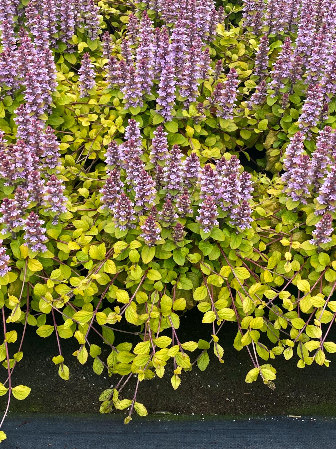 Bugleweed ‘flashy Flamingo’ Pink Flowers Over Evergreen Bright Yellow