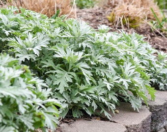Artemisia ‘Silver Lining’ compact mound of soft, silky, feathery foliage-Artemisia Perennial Plant- Resists Deer and Rabbit-Easy care plant
