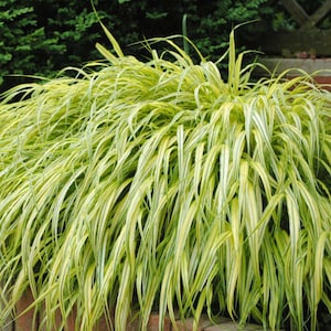 Grass Hakone 'Aureola'-Cascading, Bright Golden-Green Variegated Foliage, Fall color-Hakonechloa Perennial Ornamental Shade Grass-Deer Proof