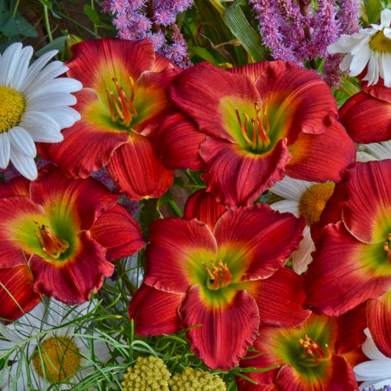 Daylily 'red Hot Returns' Vivid, Bright 5” Cherry-red, Ruffled Flowers ...