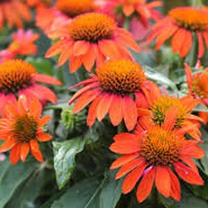 Puede incluir: Un grupo de equin&aacute;ceas naranjas con centros naranja oscuro. Las flores tienen m&uacute;ltiples p&eacute;talos y est&aacute;n en plena floraci&oacute;n. Las equin&aacute;ceas est&aacute;n rodeadas de hojas verdes.