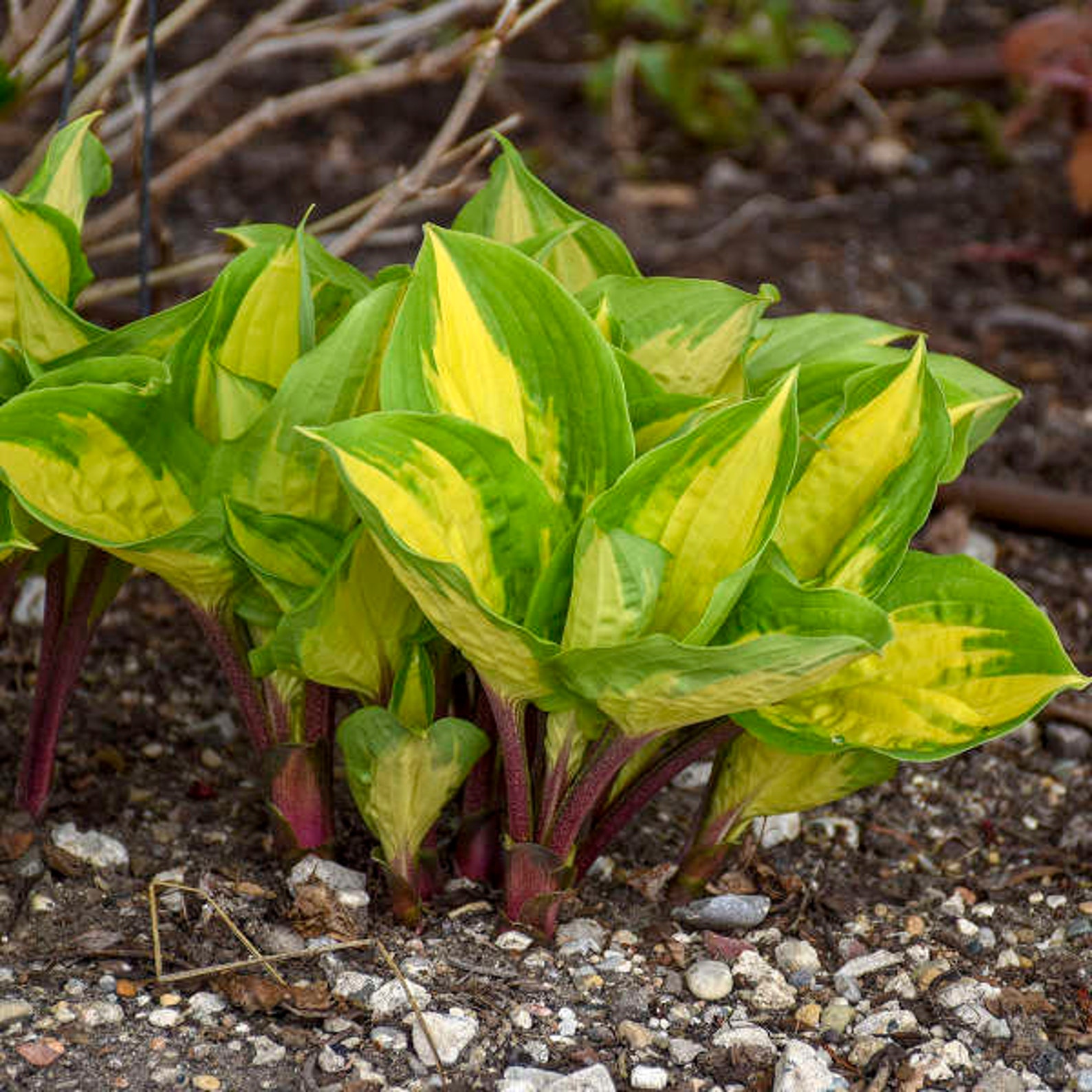 Red Stems & Variegation Hosta 'island Breeze One of a Etsy Australia