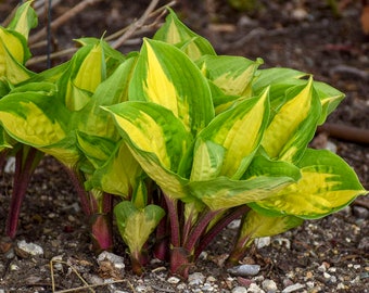 Hosta 'Island Breeze’ large, upright green leaves on Red Stems with Variegated creamy yellow center - Hosta Perennial Plant - shade garden