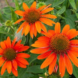 Puede incluir: Tres flores de equin&aacute;cea naranja con centros marrones. Las flores tienen muchos p&eacute;talos y est&aacute;n en plena floraci&oacute;n.