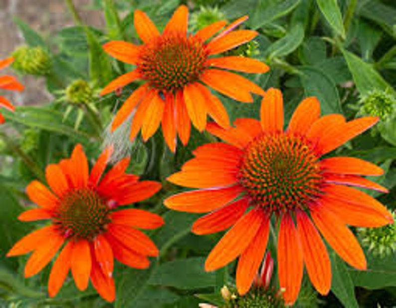 Puede incluir: Tres flores de equin&aacute;cea naranja con centros marrones. Las flores tienen muchos p&eacute;talos y est&aacute;n en plena floraci&oacute;n.