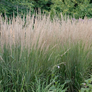 Grass Feather Reed &#39;Karl Foerster- Uright, Green Foliage with wheat-like seed heads - Calamagrostis Perennial Grass -Deer & Rabbit Proof