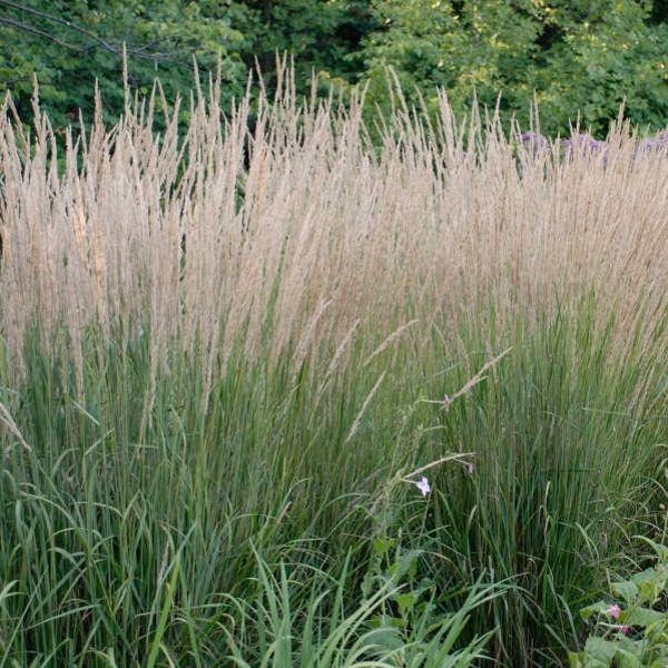 Grass Feather Reed 'Karl Foerster- Uright, Green Foliage with wheat-like seed heads - Calamagrostis Perennial Grass -Deer & Rabbit Proof