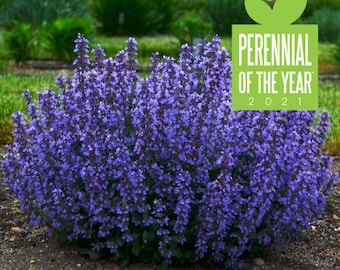 Catmint ‘Cats Pajamas’ - Indigo Blue Flowers on Compact Plants - Nepeta - Perennial  - Attracts Pollinators PLUS Deer and Rabbit Proof