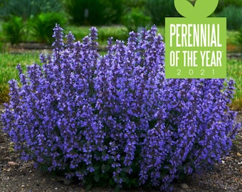 May include: A large bush of purple flowering plants with green leaves. The bush is labeled "Perennial of the Year 2021".