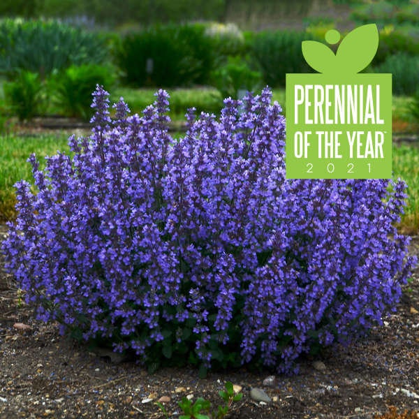 Catmint ‘Cats Pajamas’ - Indigo Blue Flowers on Compact Plants - Nepeta - Perennial  - Attracts Pollinators PLUS Deer and Rabbit Proof