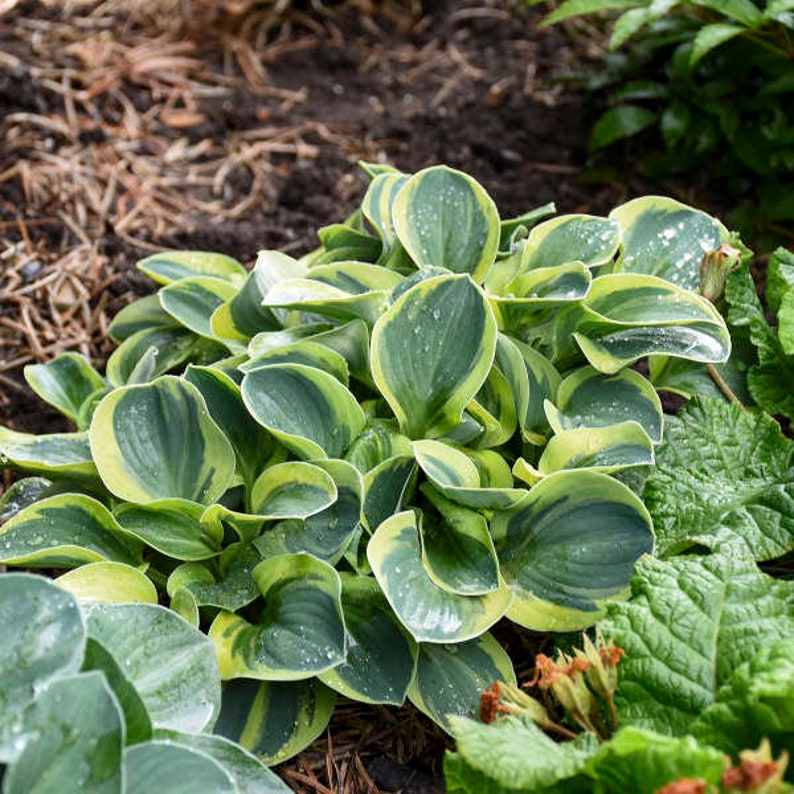 Hosta ‘mighty Mouse’ Small, Round Miniature Deep Blue-green Leaves With ...