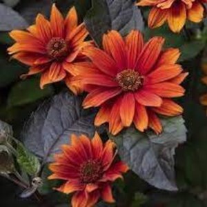False Sunflower’ Bleeding Hearts’ -Fiery Orange-Red flowers with Red centers, Purple foliage- Heliopsis Perennial-Attracts Pollinators