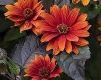 False Sunflower ‘Bleeding Hearts’ Fiery Orange-Red flowers with Red centers, Purple foliage- Heliopsis Perennial Plant-Attracts Pollinators