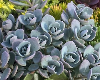 Stonecrop ‘Cosmic Comet’ -Evergreen Blue leaves, Pink Flowers - Sedum Sunsparkler -Perennial Succulent - Critter Proof- attracts pollinators