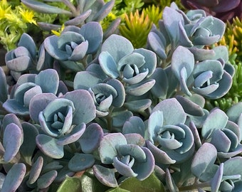 Stonecrop ‘Cosmic Comet’ Deep Frosty Blue evergreen compact foliage with Pink Flowers -Sedum Perennial Succulent Plant-Critter Proof