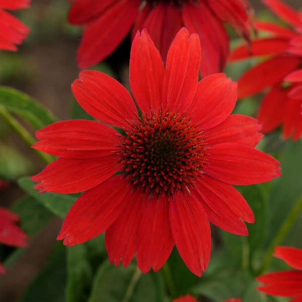 Coneflower 'Salsa Red’ - Red Flowers - Echinacea Sombrero Series - Perennial  - Attracts Birds and Pollinators