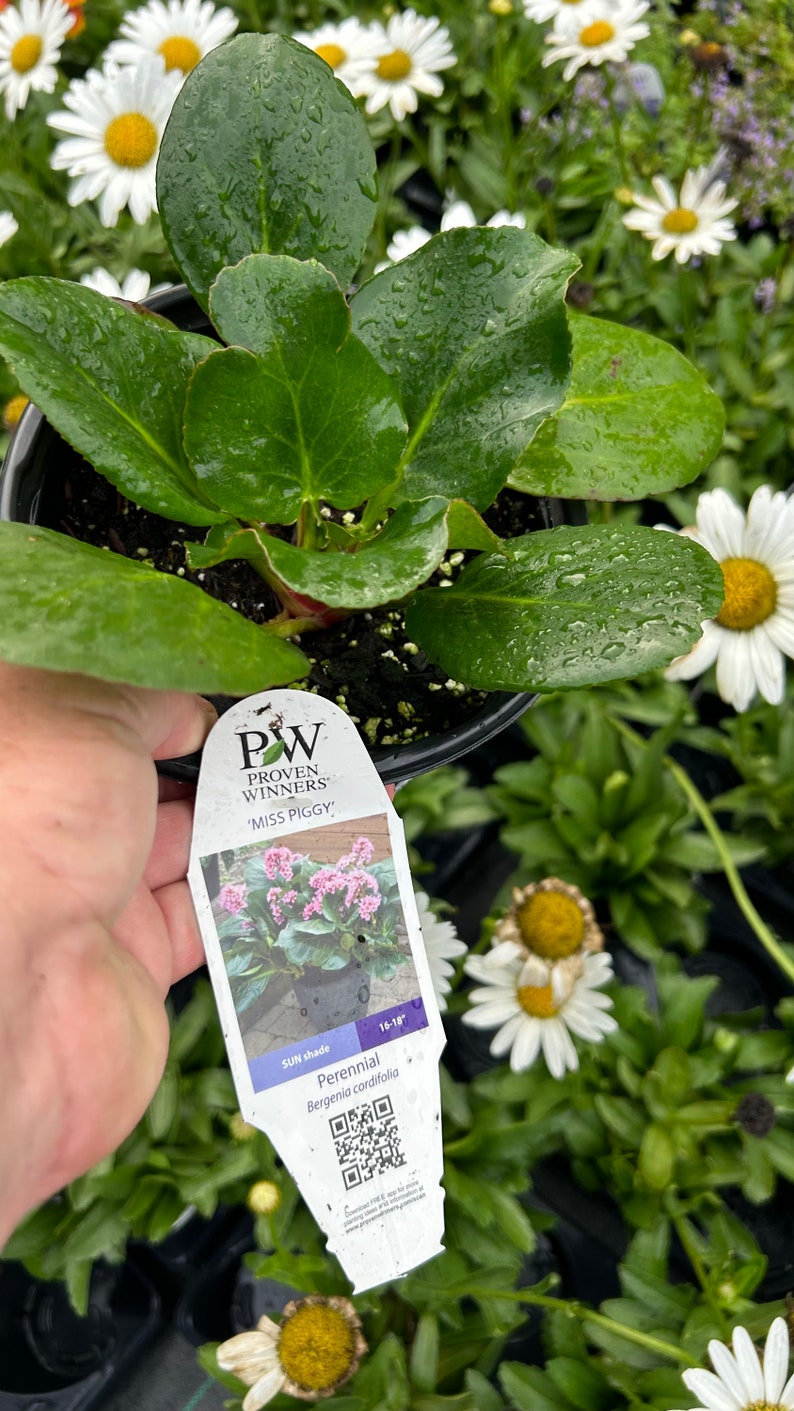 Plant pictured in early Spring growing in a half gallon size pot 6 1/2 inches wide by 6 1/2 inches tall will flower in spring with proper care