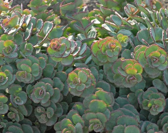 Stonecrop October Daphne - Evergreen blue-grey foliage with Pink Flowers  - Sedum sieboldii Perennial -Succulent - Deer and Rabbit Proof