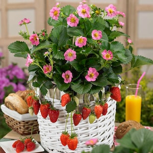 May include: A white wicker basket filled with fresh strawberries and a strawberry plant with pink flowers. The plant is in a white and green striped pot.