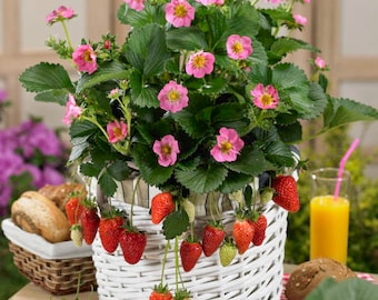 Strawberry Pink Ever-bearing ‘Gasana- Best Semi-double Pink flowering strawberry -Fragaria Perennial- sweet red fruit -Pollinator Friendly