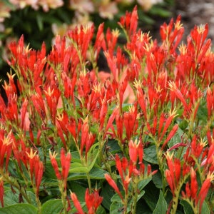 RARE! Indian Pink-  Spigelia 'Rajin’ Cajun’ - Perennial Native to America - Orange Flowers