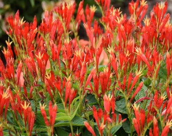 Indian Pink 'Rajin’ Cajun’-Fiery Orange-Red tubular Flowers upright habit - Spigelia Perennial Native to America -Attracts Pollnators