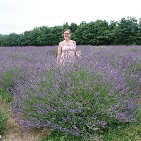 Lavender ‘Phenomenal’ Purple flowers Fragrant silvery green foliage -Lavendula Perennial Plant -flower bouquets -Deer and Rabbit Proof