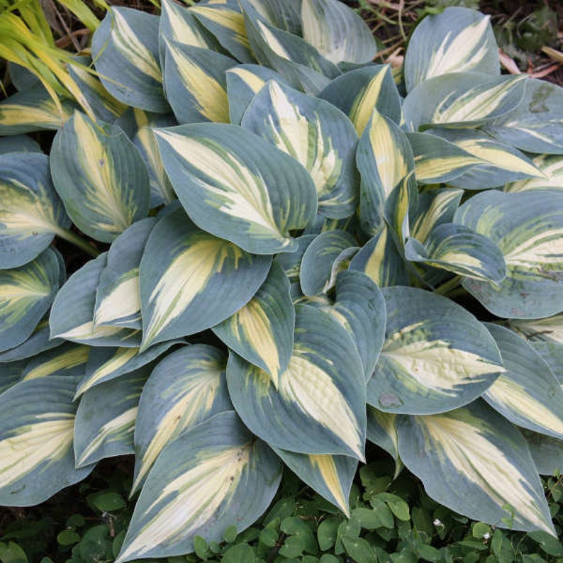 May Hosta Hosta 'high Society' Blue Leaves With Variegated White Center That Are ...