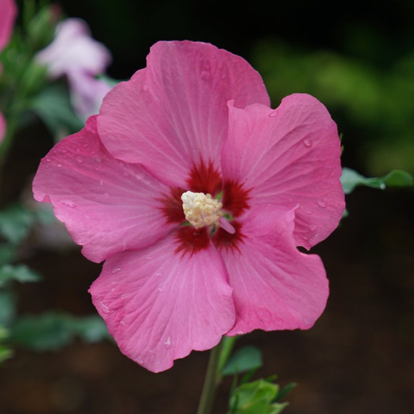 Rose of Sharon 'Paraplu Rouge’ - Fragrant Red-Magenta-Pink flowers with Red Eye - Hibiscus Shrub Perennial- attracts pollinators