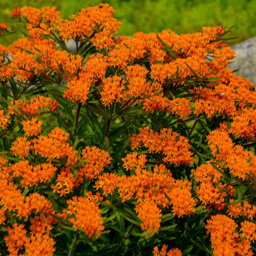 Butterfly Weed Asclepias Tuberosa Orange Flowering Butterfly 