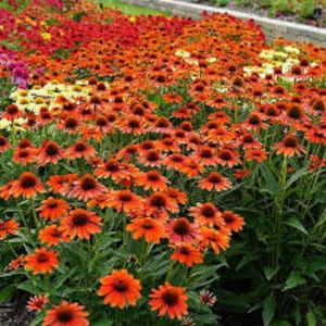 Puede incluir: Un campo de rudbeckias naranjas en flor. Las flores tienen centros marrones oscuros y est&aacute;n rodeadas de follaje verde.