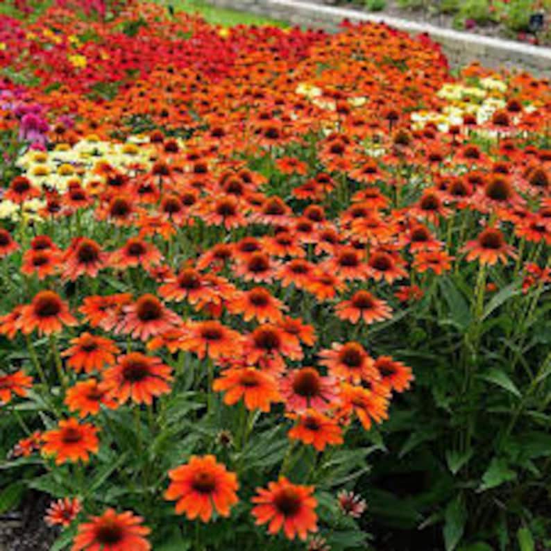 Puede incluir: Un campo de rudbeckias naranjas en flor. Las flores tienen centros marrones oscuros y est&aacute;n rodeadas de follaje verde.