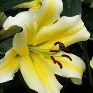 Lily Tree- 'Conca d’ Oro' - Huge 8-10” Fragrant White/Yellow Bicolor Flowers- Lilium Orienpet Perennial Bulb -Flower Bouquets