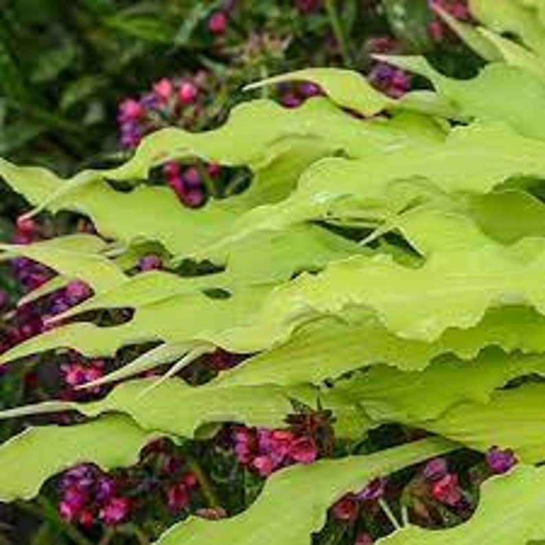 MrPerennial Hosta Wiggles and Squiggles - Thumbnail 5