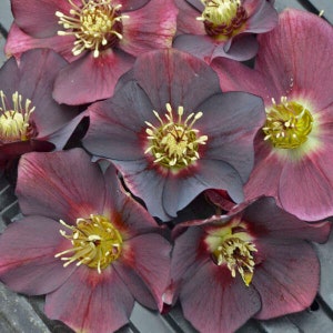 Lenten Rose ‘Rome in Red' has Brilliant 3-4”, Single Dark, Rich Red Flowers - Helleborus - Evergreen Perennial - deer and rabbit Proof