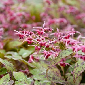 Barrenwort ‘Pink Champagne’ - White Flowers with Raspberry-Pink Centers. - Epimedium Perennial - Deer & Rabbit  Proof - Attracts pollinators