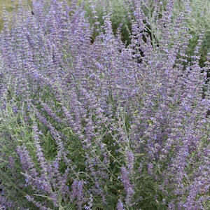 Russian Sage ‘Prime Time’ - New! Dusky Purple Flowers fade to Blue - Perovskia - Deer & Rabbit Proof - Perennial