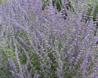 Russian Sage ‘Prime Time’ - New! Dusky Purple Flowers fade to Blue - Perovskia - Deer & Rabbit Proof - Perennial