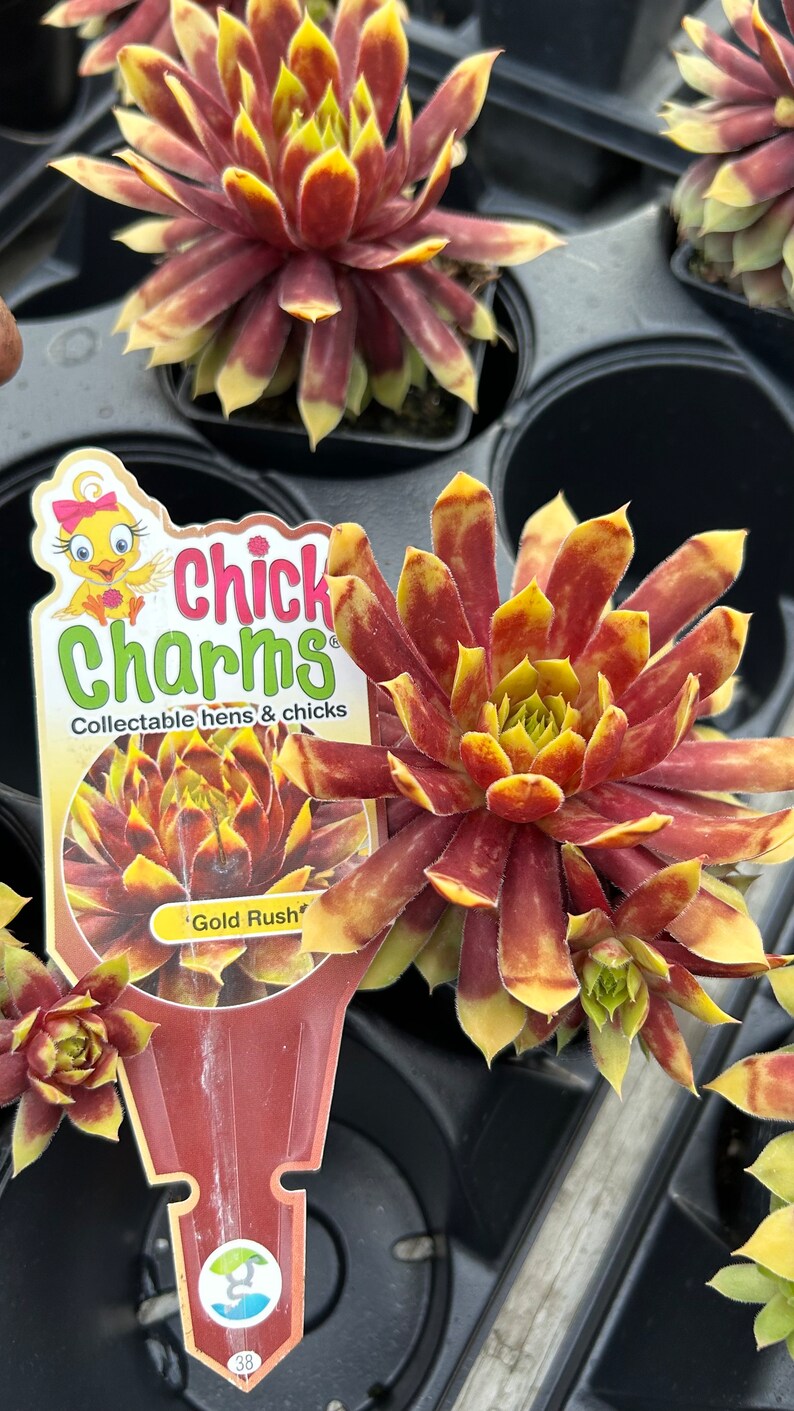 Hen and Chicks Chick Charms Gold Rush - Thumbnail 3