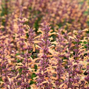 May include: Close-up of a field of orange and purple flowers with a bee. The flowers have a unique shape and are clustered together. The image is well-lit and the colors are vibrant, creating a visually appealing scene.