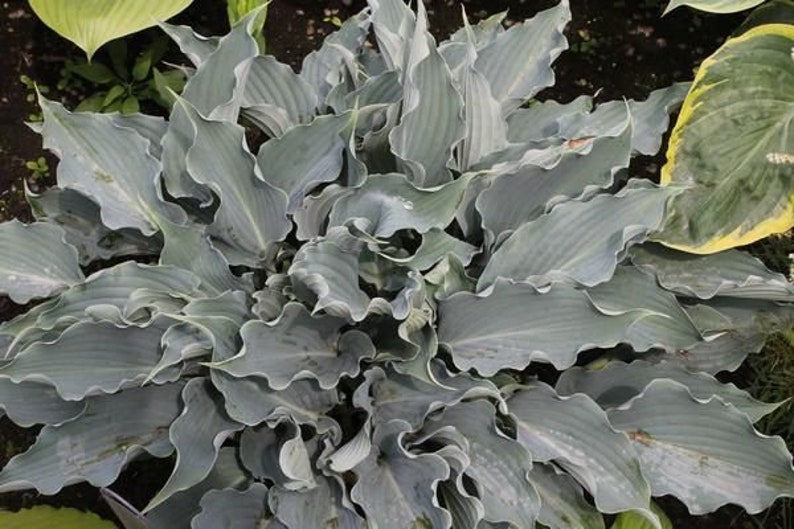 Hosta ‘waterslide’ Unique, Deep, Frosty Blue Pointed, Rippled, Wavy ...
