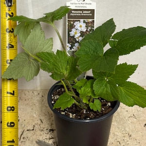 The plant pictured in spring growing in a quart size pot 4 1/2 inches wide by 5 inches tall will flower this late summer-fall with proper care