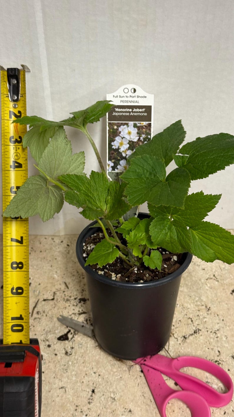 The plant pictured in spring growing in a quart size pot 4 1/2 inches wide by 5 inches tall will flower this late summer-fall with proper care