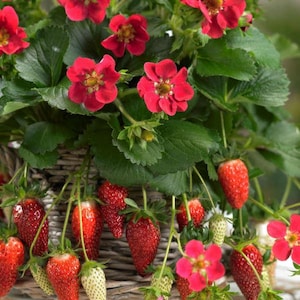May include: A close-up of a strawberry plant with vibrant red flowers and ripe strawberries. The strawberries are a deep red color, some with green stems. The plant is in a woven basket, with green leaves surrounding the flowers and fruit.