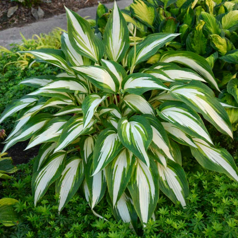 May Hosta Hosta ‘ Cool as a Cucumber’ Incredibly Showy, Deep Green Leaves With ...